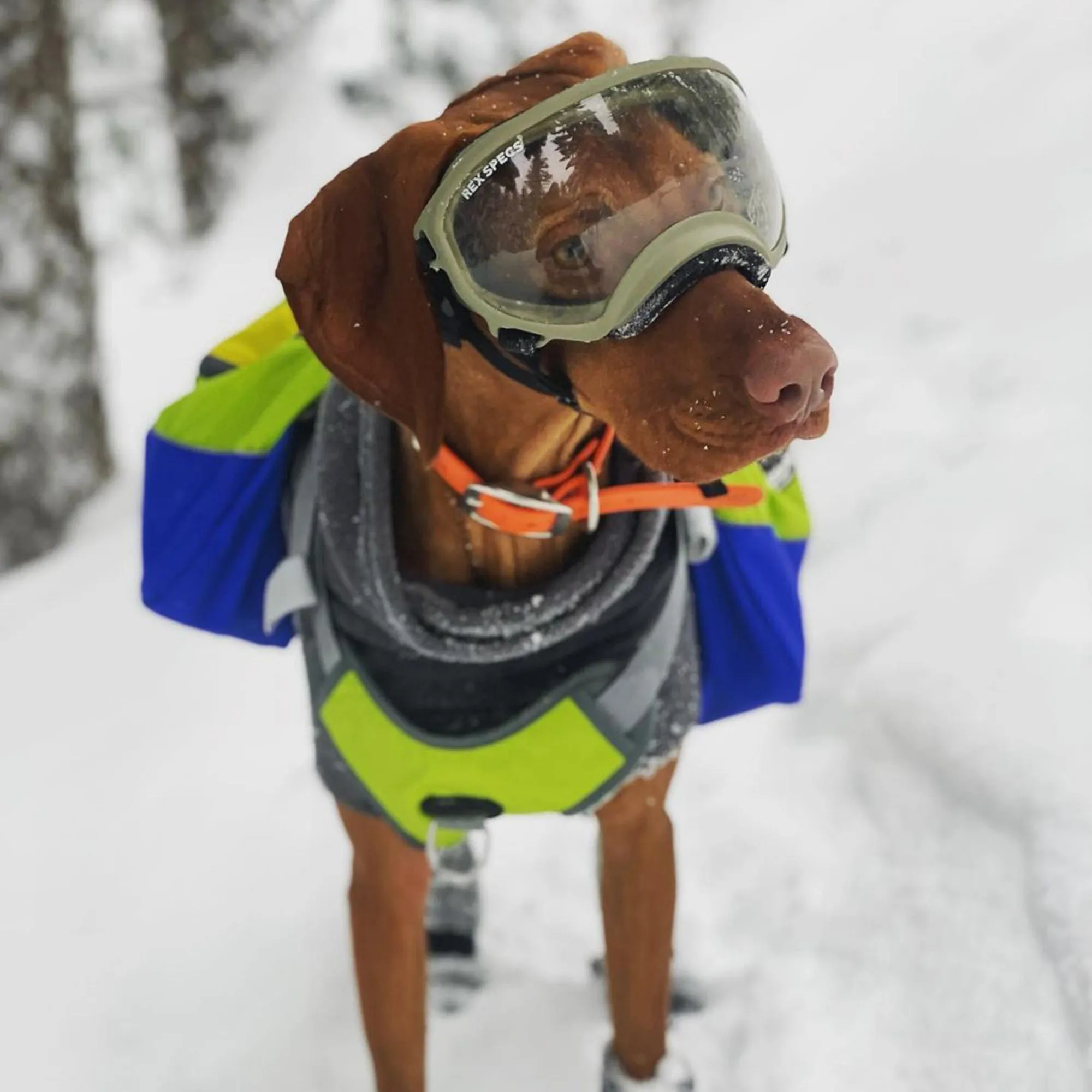 Adventurer 2-piece Dog Pack With EZ Latch™  Harness - RAIN FOREST - WHOLESALE