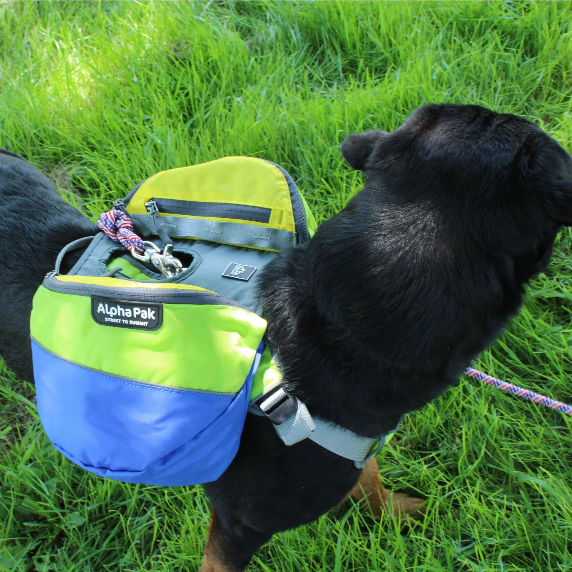 Adventurer 2-piece Dog Pack With EZ Latch™  Harness - RAIN FOREST - WHOLESALE