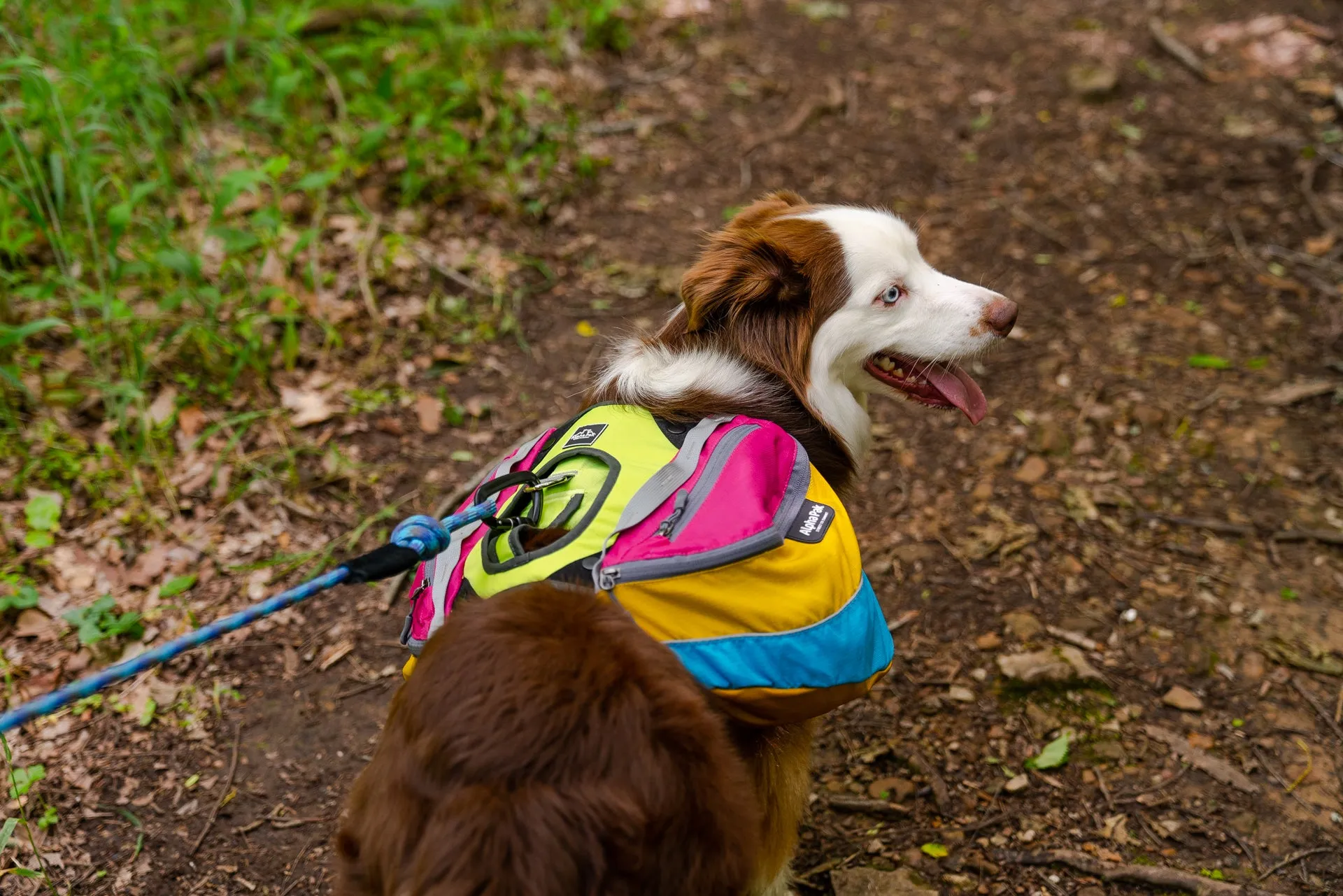 Adventurer 2-piece Dog Pack With EZ Latch™  Harness - RETRO - Wholesale