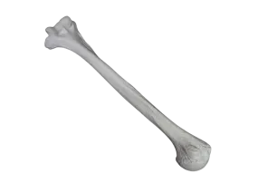 Arm Bone - Humerus Replica