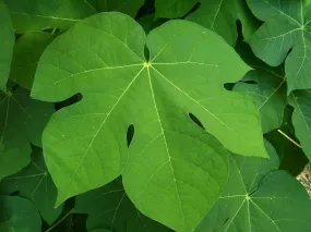 Chinese Parasol Tree Firmiana simplex 20 Seeds  USA Company