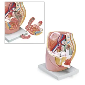 Female Pelvis Model/3 Pts