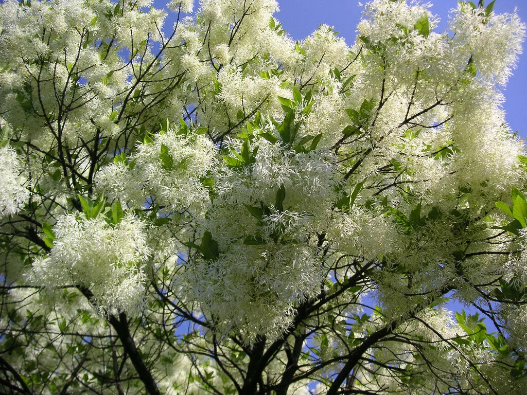 Fringe Tree Chionanthus virginicus 100 Seeds  USA Company