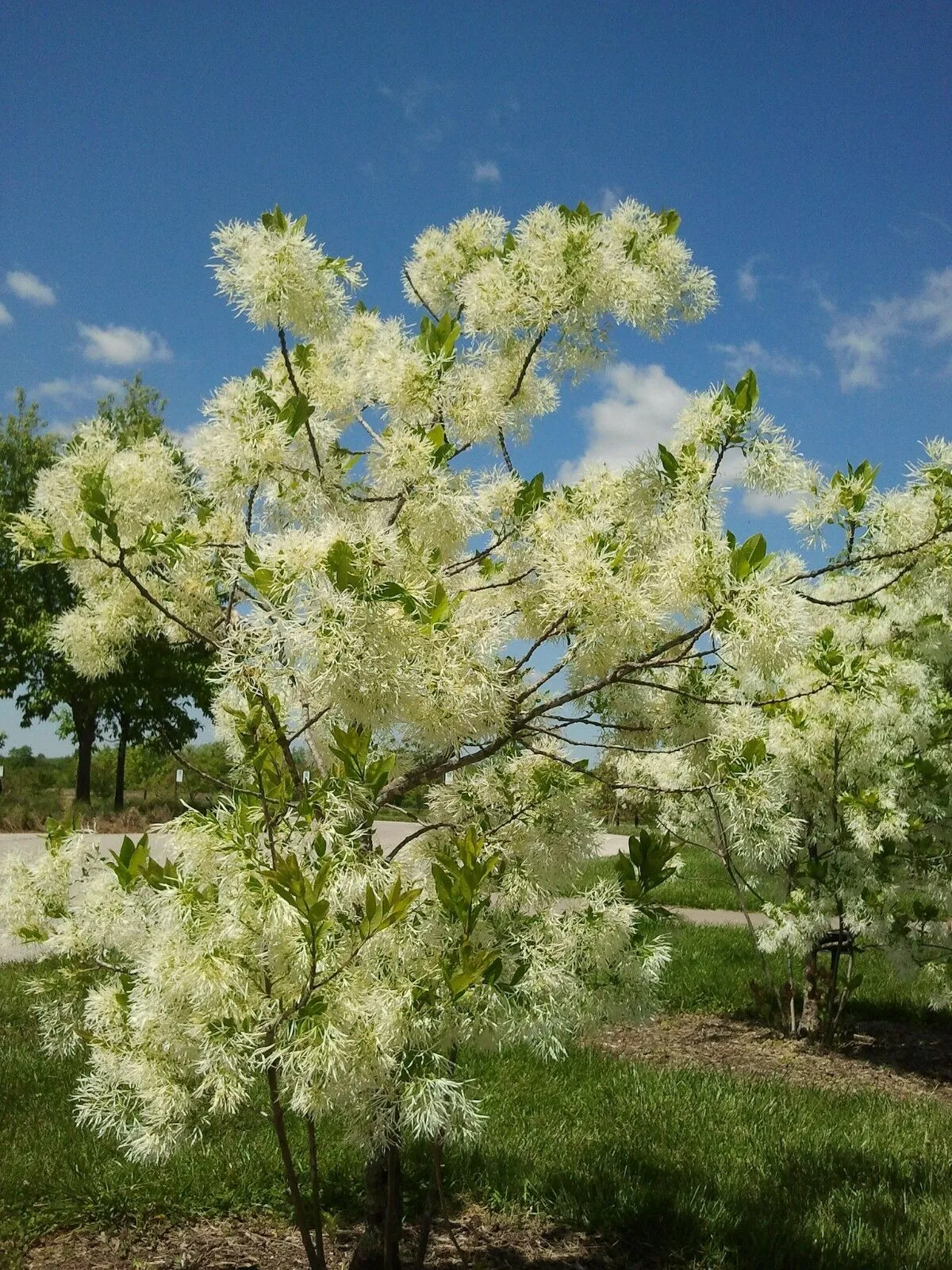 Fringe Tree Chionanthus virginicus 100 Seeds  USA Company