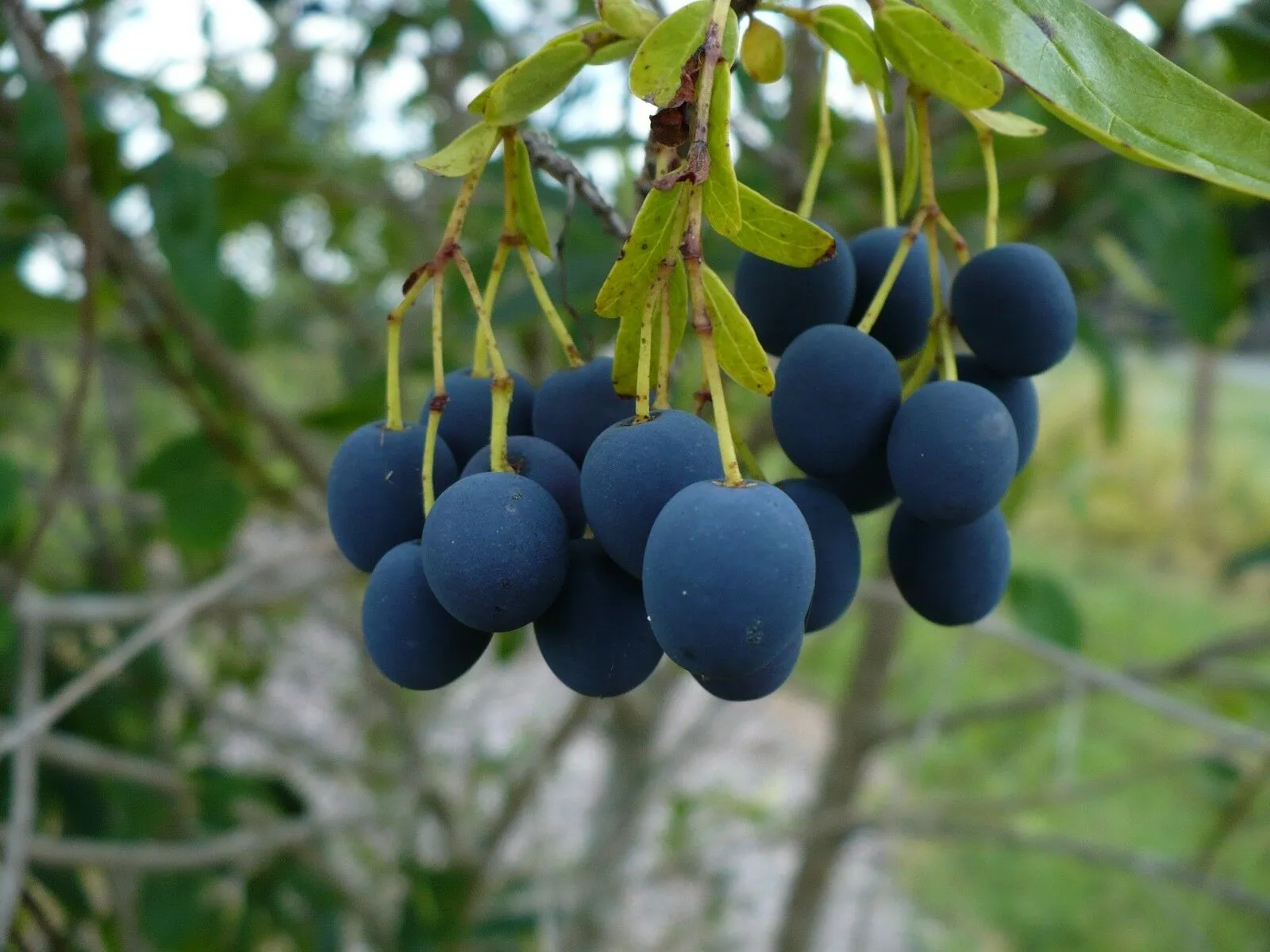 Fringe Tree Chionanthus virginicus 100 Seeds  USA Company