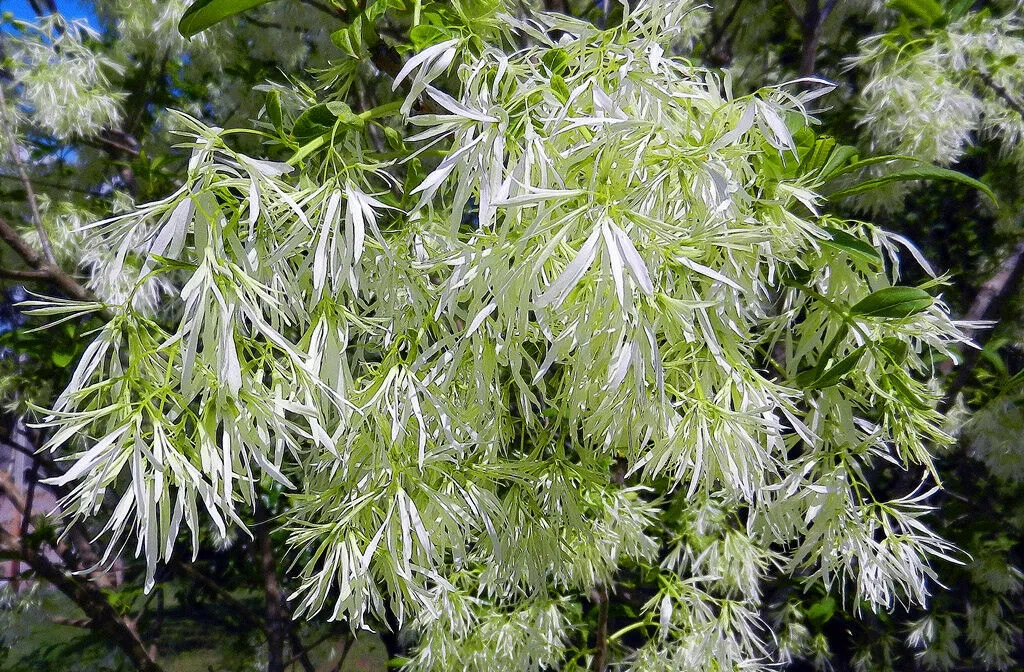 Fringe Tree Chionanthus virginicus 100 Seeds  USA Company