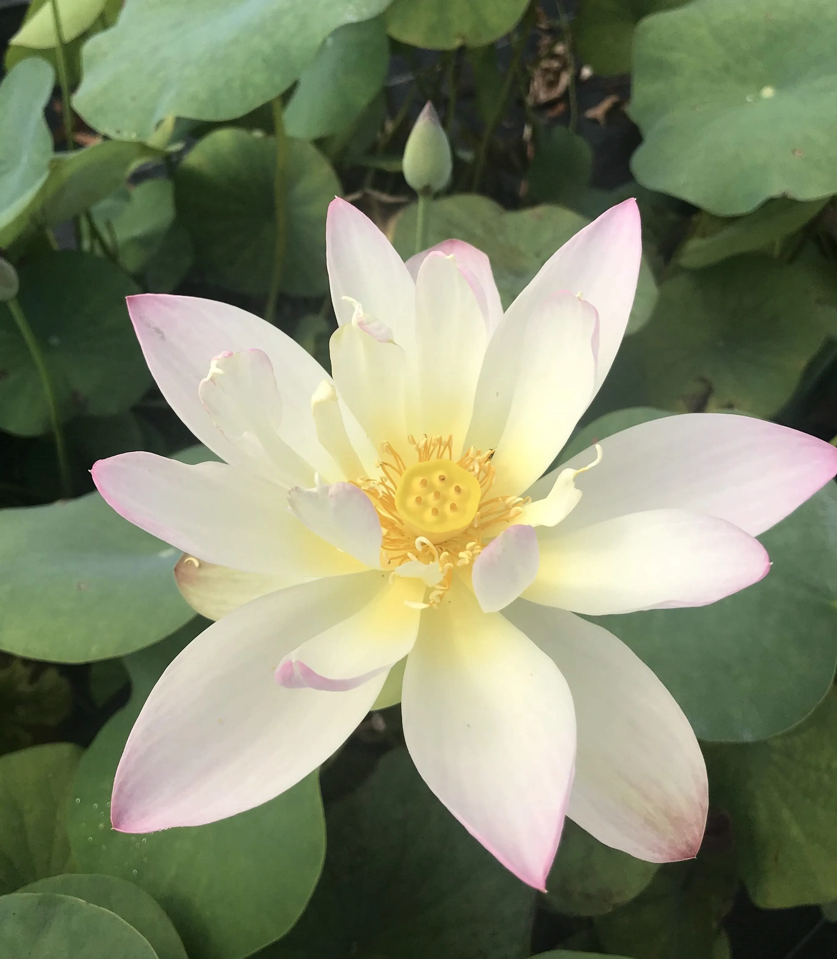 Green Maiden Lotus <br>Heavy Bloomer! Early Bloomer!