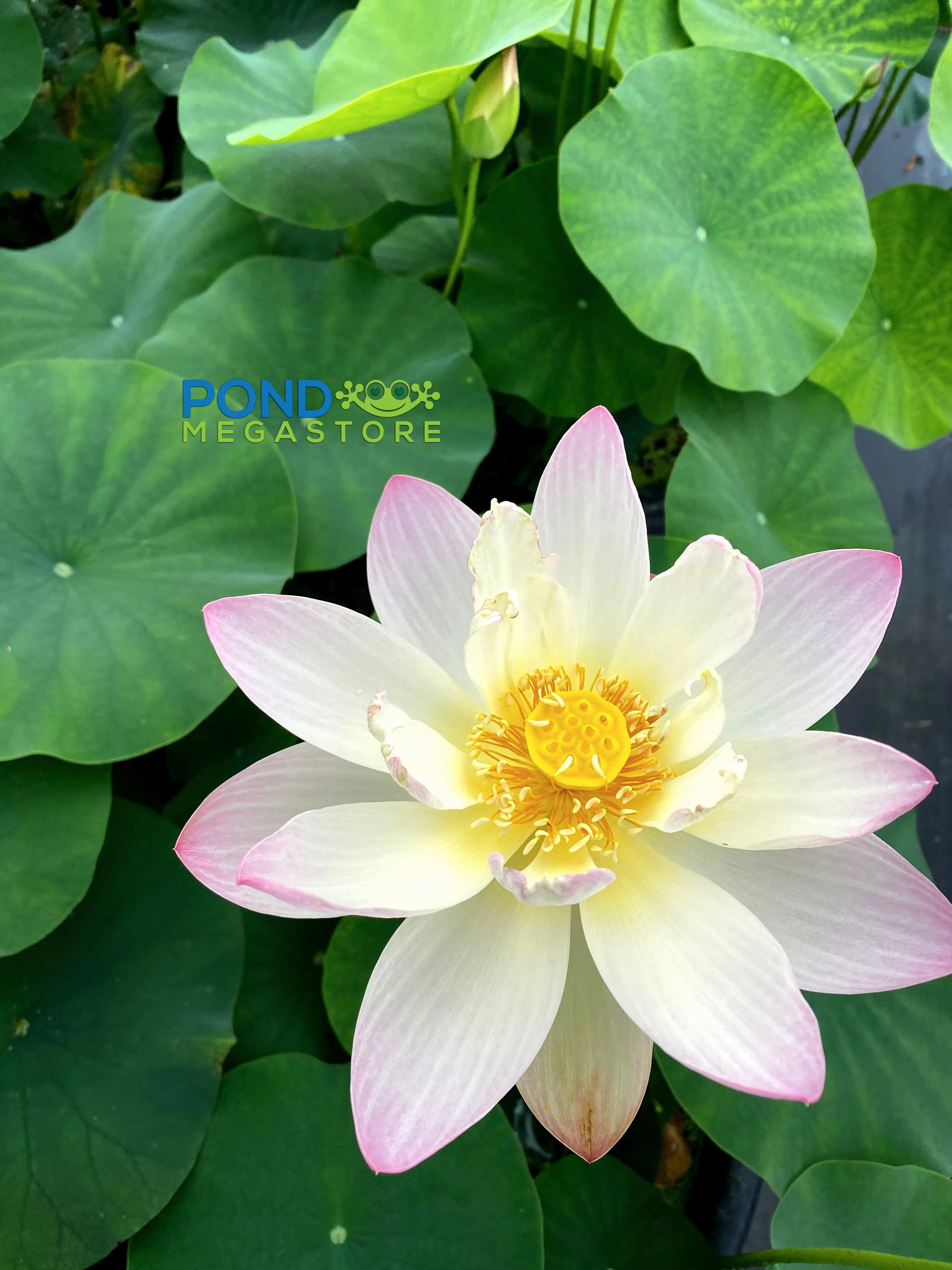 Green Maiden Lotus <br>Heavy Bloomer! Early Bloomer!