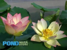 Green Maiden Lotus <br>Heavy Bloomer! Early Bloomer!