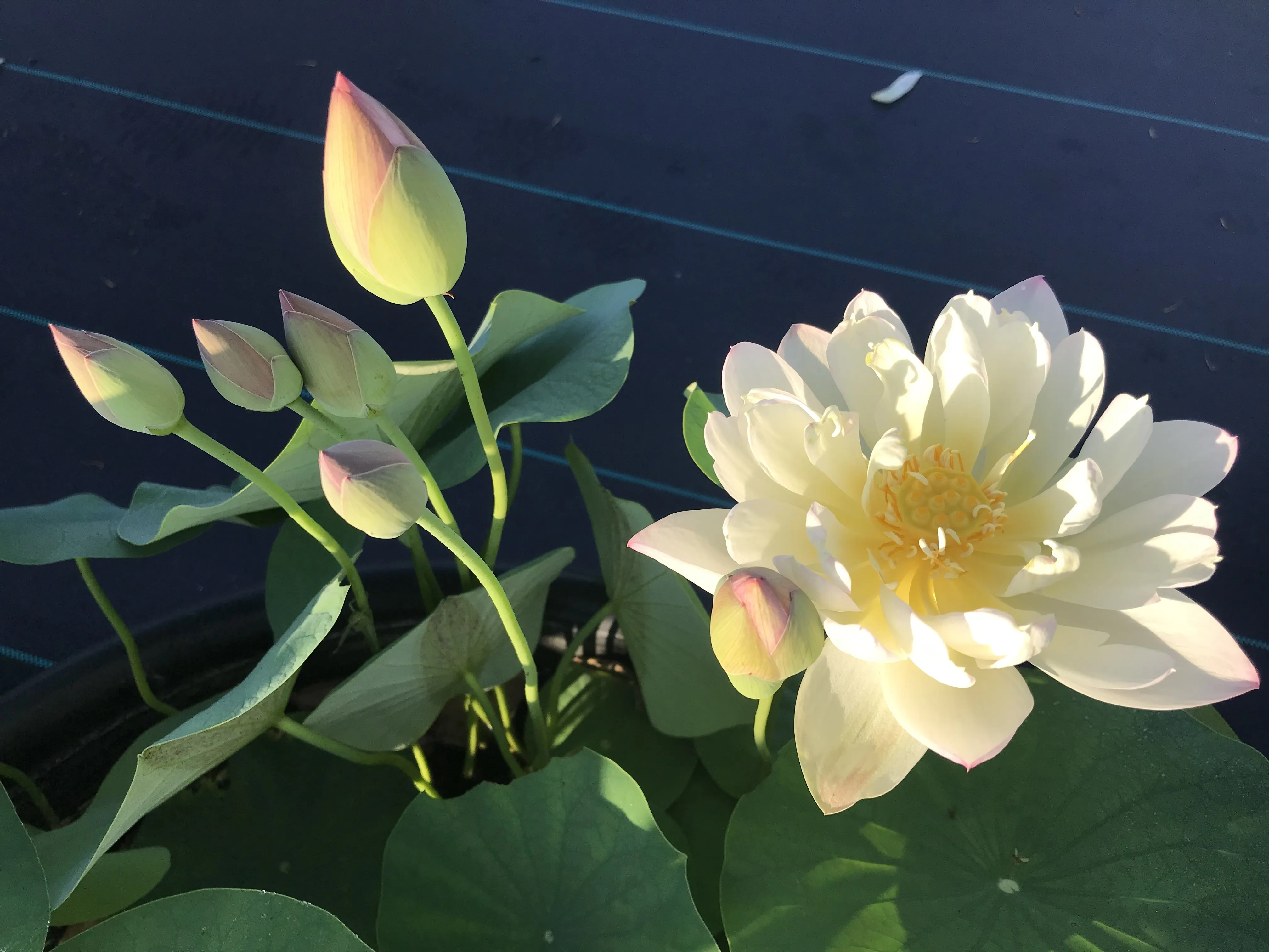 Green Maiden Lotus <br>Heavy Bloomer! Early Bloomer!