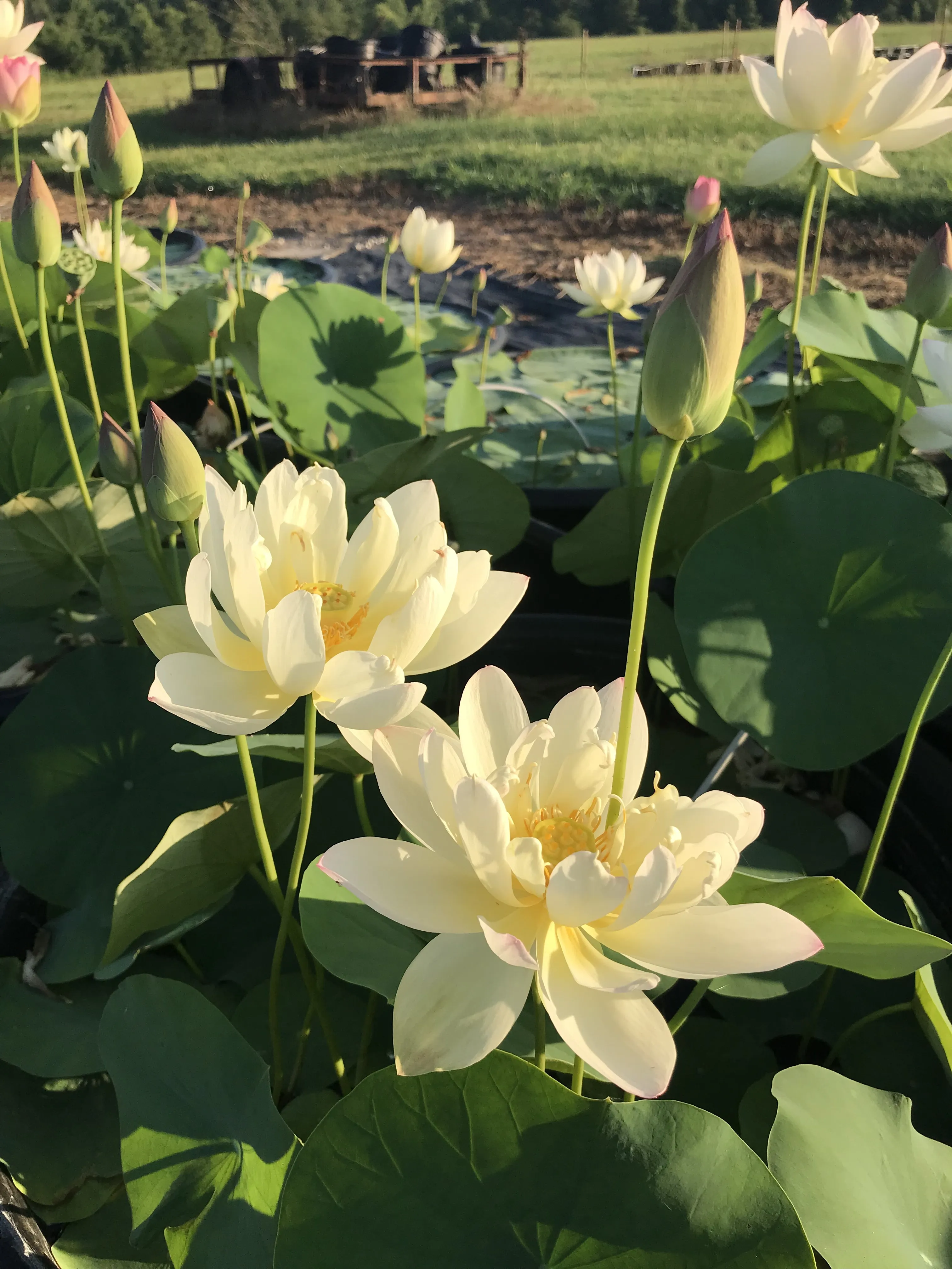 Green Maiden Lotus <br>Heavy Bloomer! Early Bloomer!