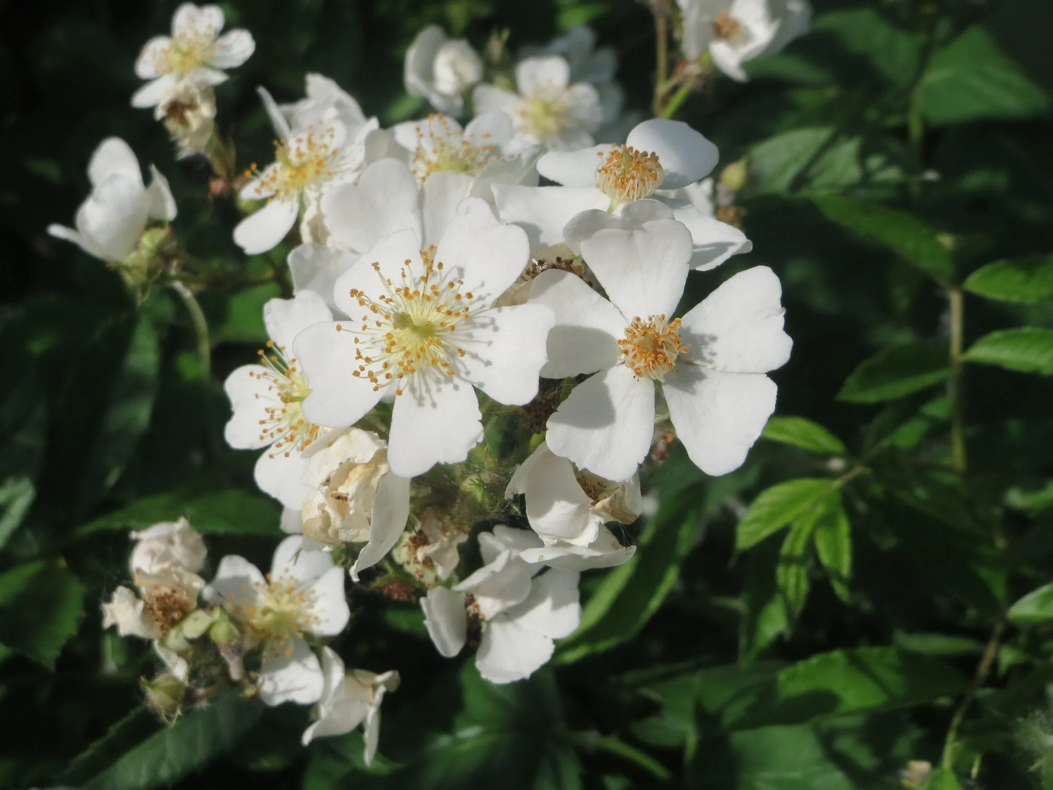 Multiflora Rose Rosa multiflora 20 Seeds   USA Company