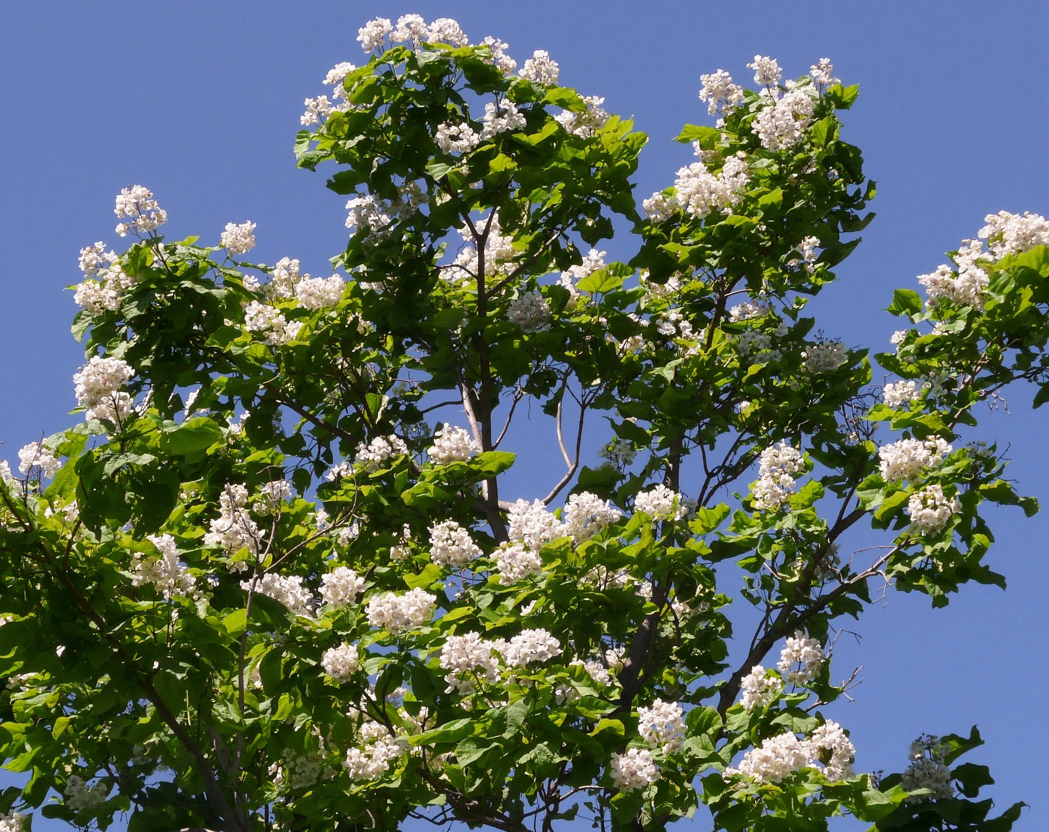 Northern Catalpa Catalpa speciosa 100 Seeds   USA Company