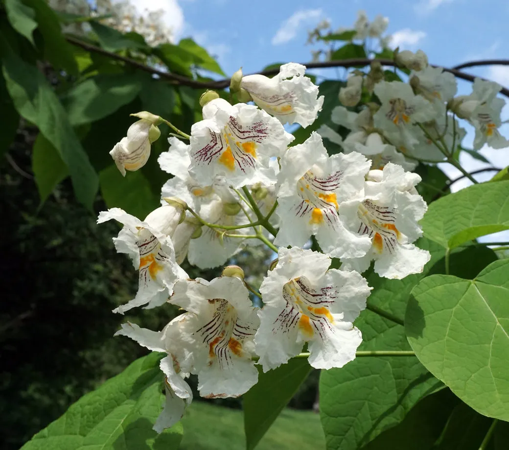 Northern Catalpa Catalpa speciosa 100 Seeds   USA Company