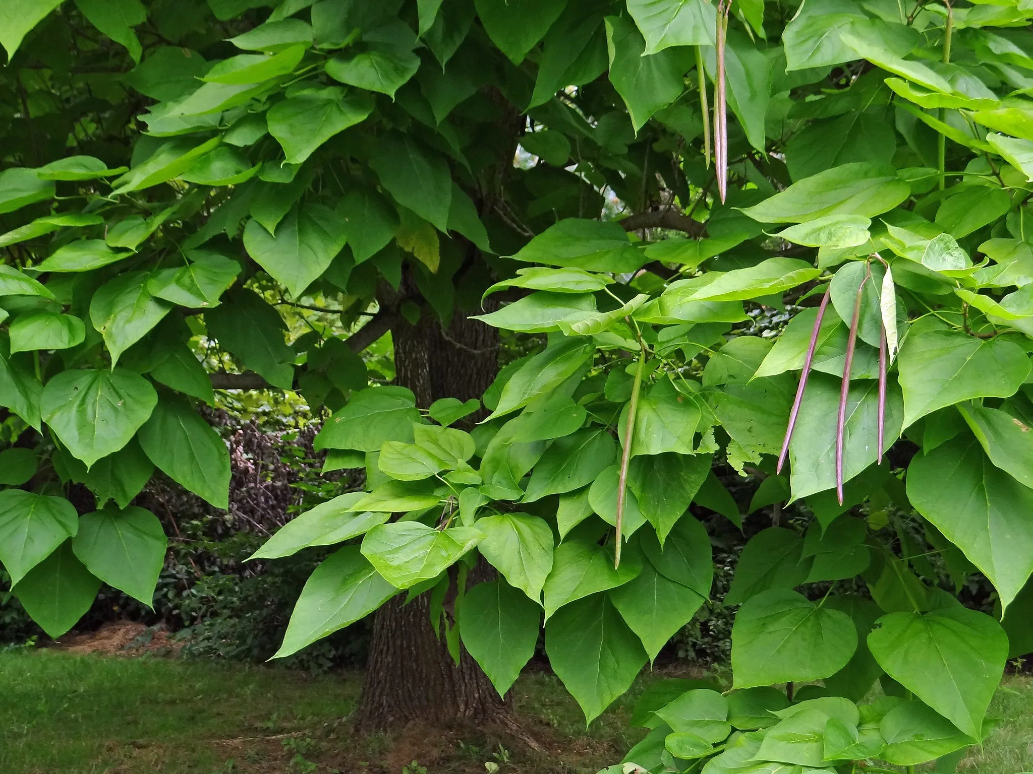 Northern Catalpa Catalpa speciosa 100 Seeds   USA Company