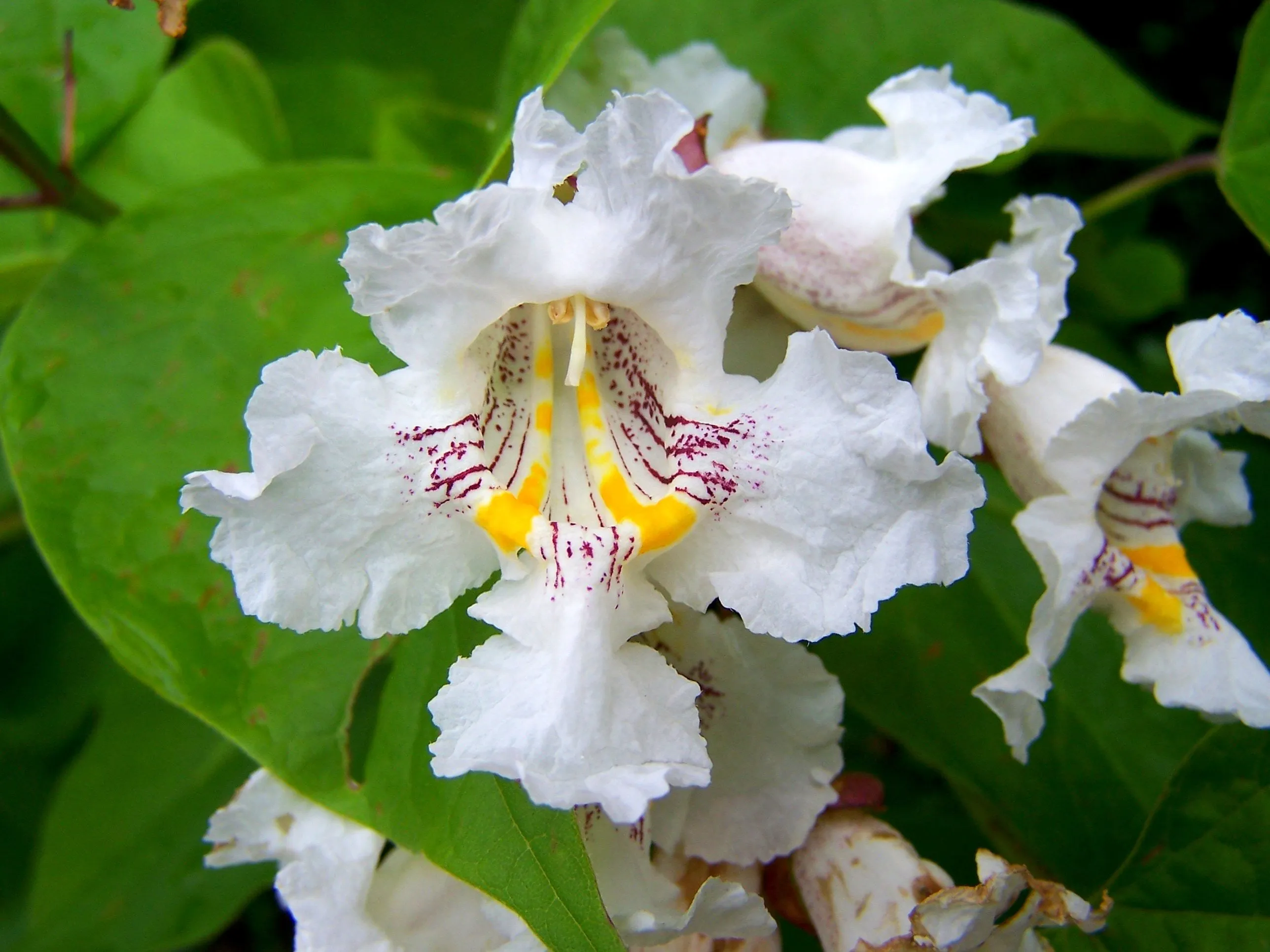 Northern Catalpa Catalpa speciosa 100 Seeds   USA Company