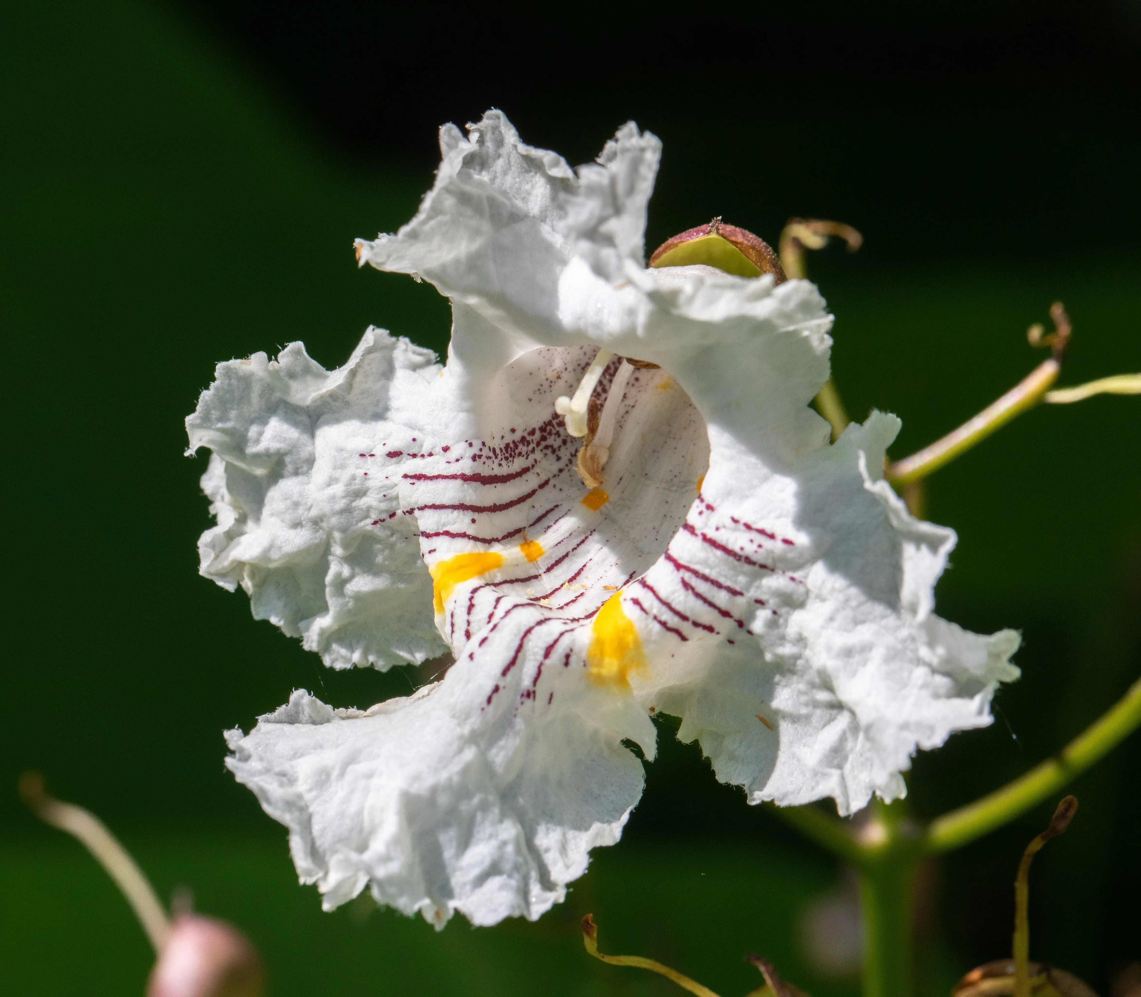 Northern Catalpa Catalpa speciosa 100 Seeds   USA Company