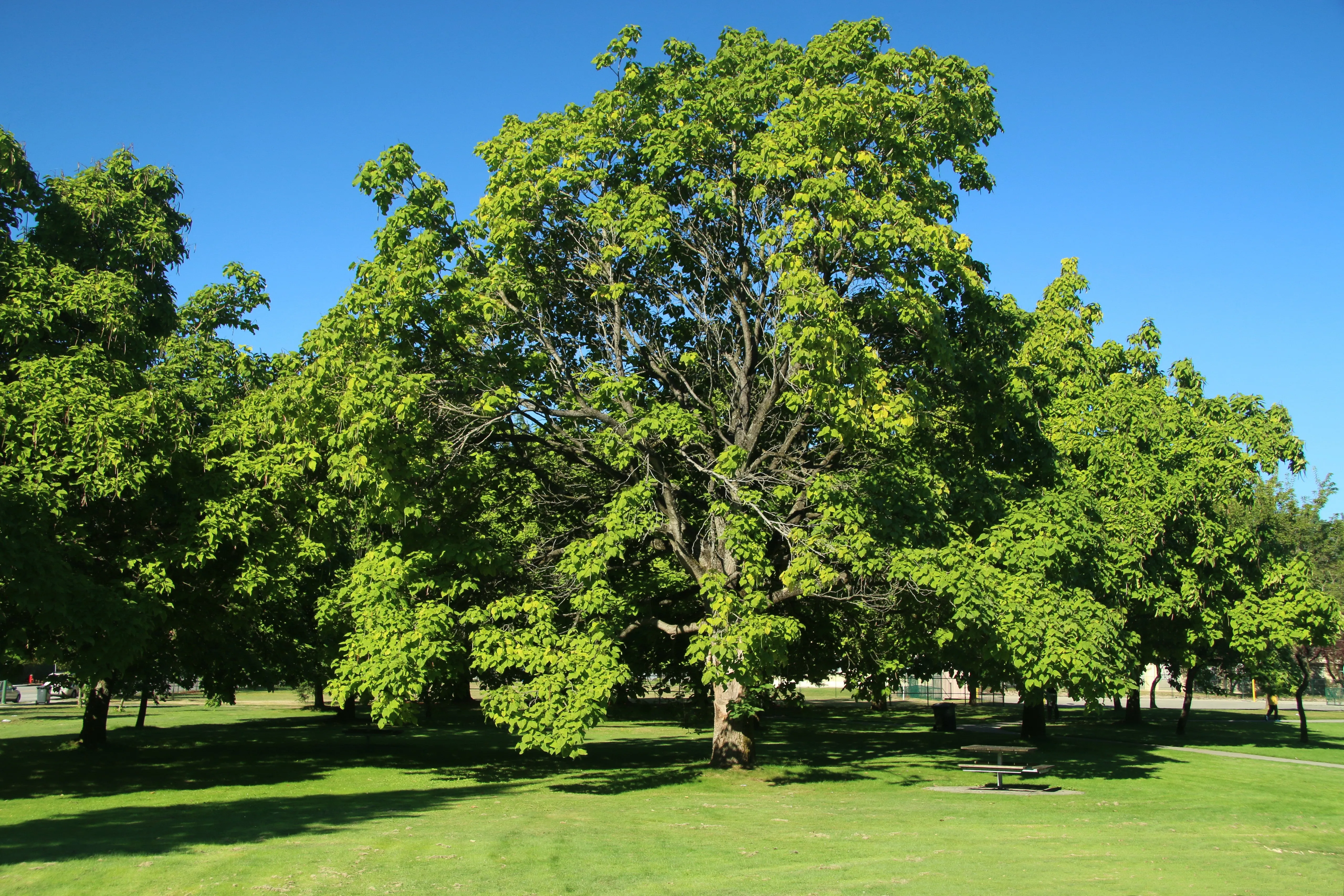 Northern Catalpa Catalpa speciosa 100 Seeds   USA Company