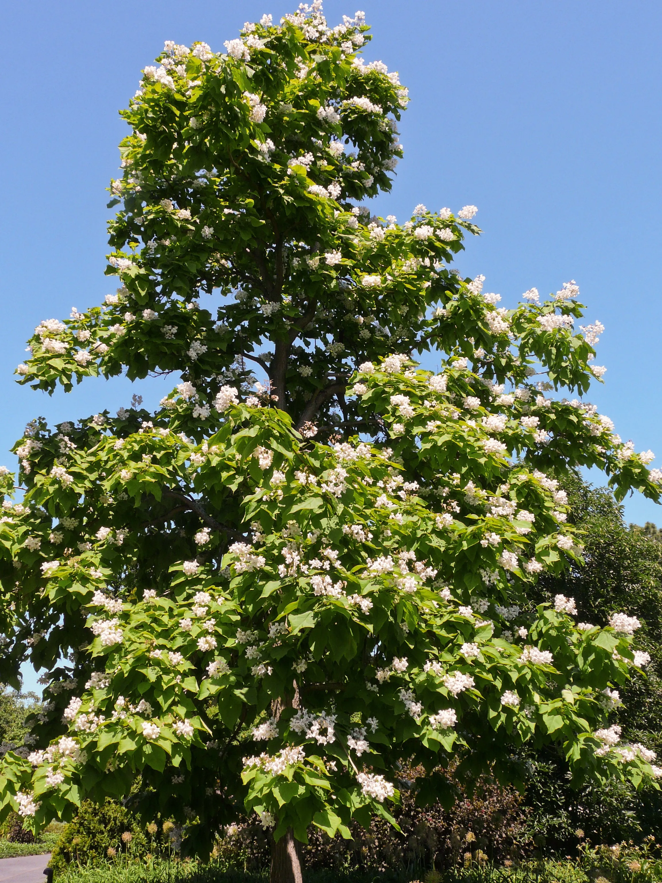 Northern Catalpa Catalpa speciosa 100 Seeds   USA Company