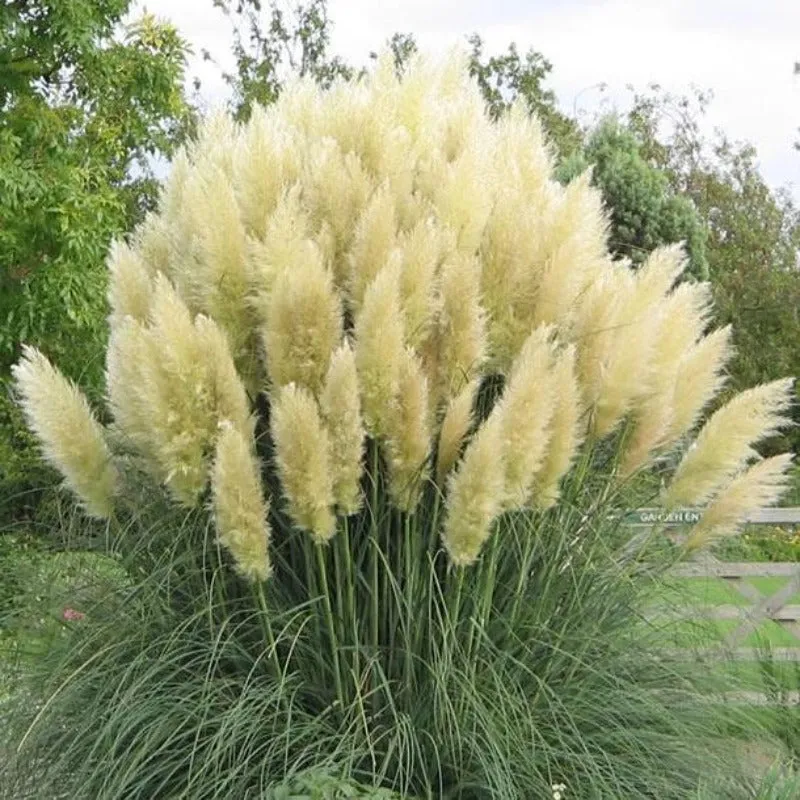 Pampas Grass Seeds - Cortaderia Selloana - Ornamental Home Garden Plants