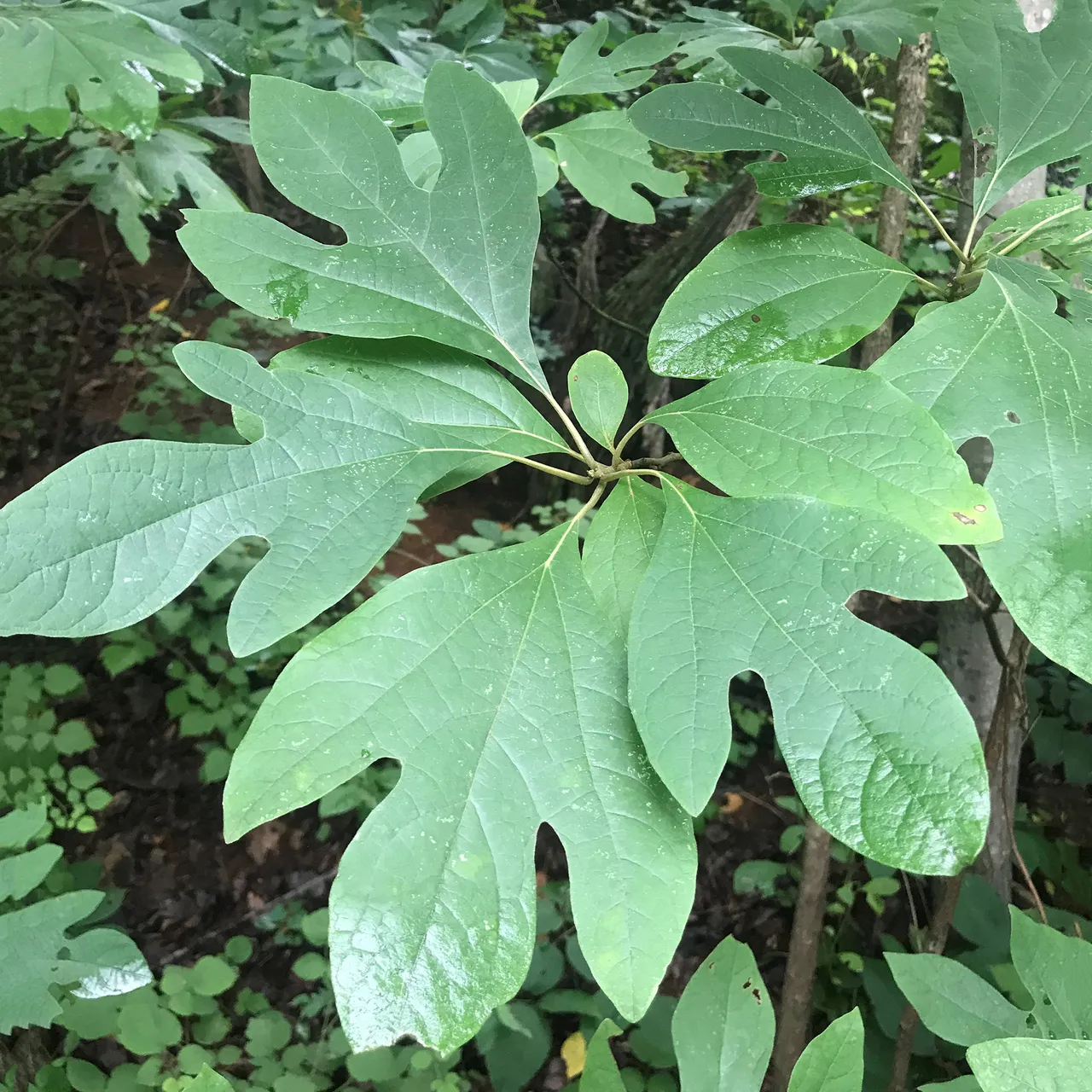 Sassafras (Sassafras albidum)