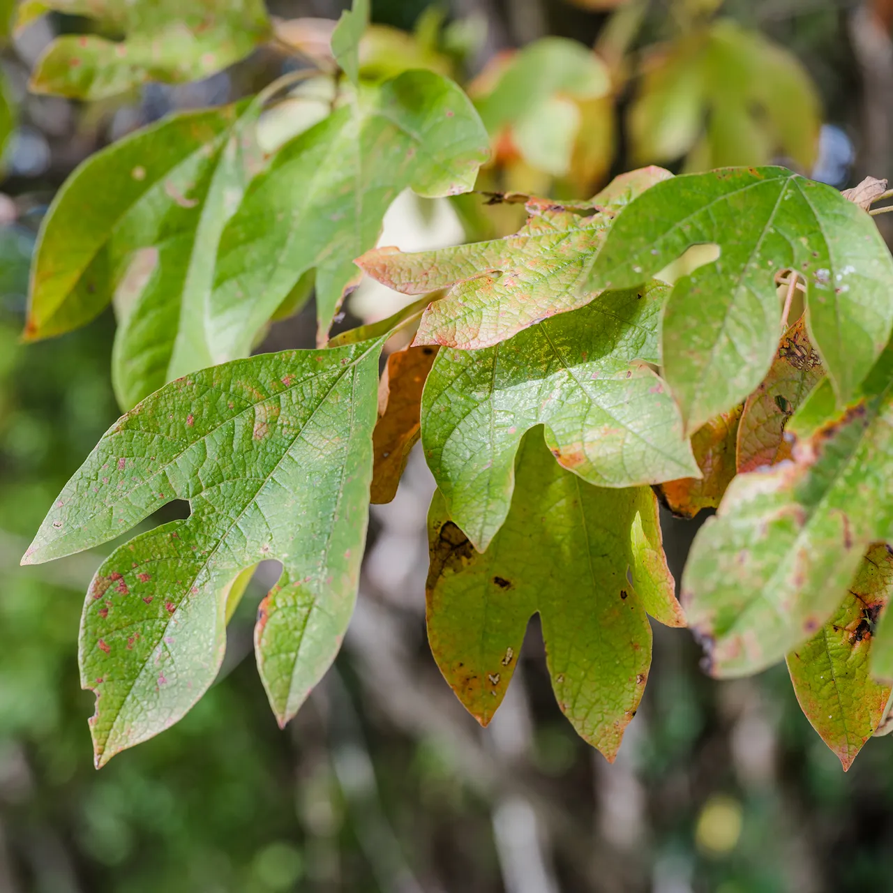 Sassafras (Sassafras albidum)