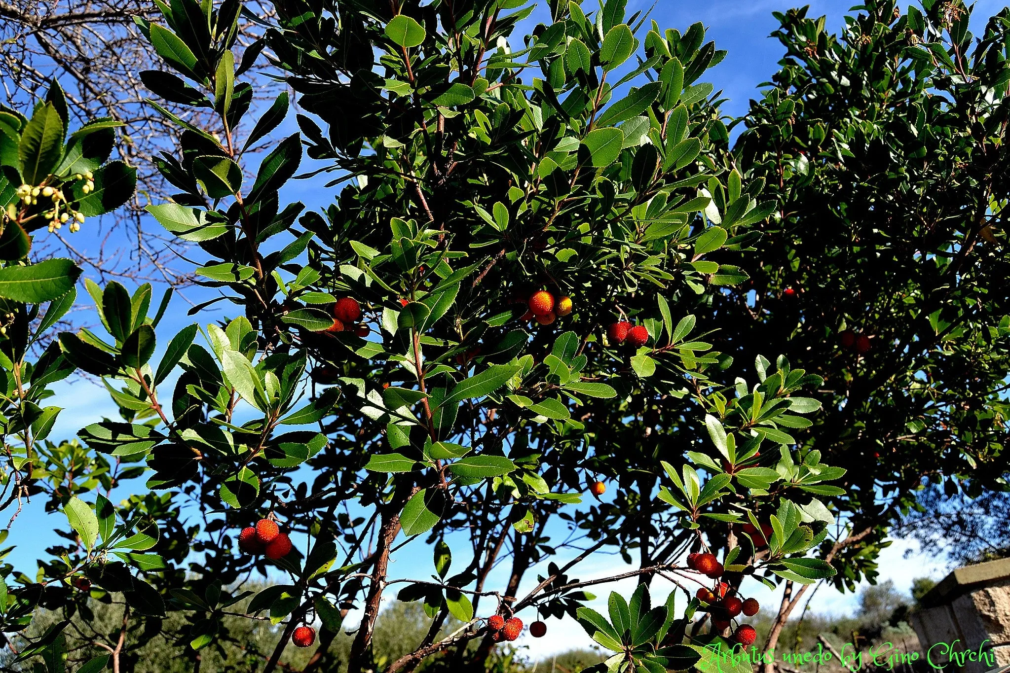 Strawberry Tree Arbutus unedo 200 Seeds  USA Company